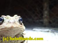 /home//u458753944/public_html/sourcegallery////////////////////////////////////////////Roxborough Toad Detour/2013-2019/2016/2016-03-31/P3310657.JPG
